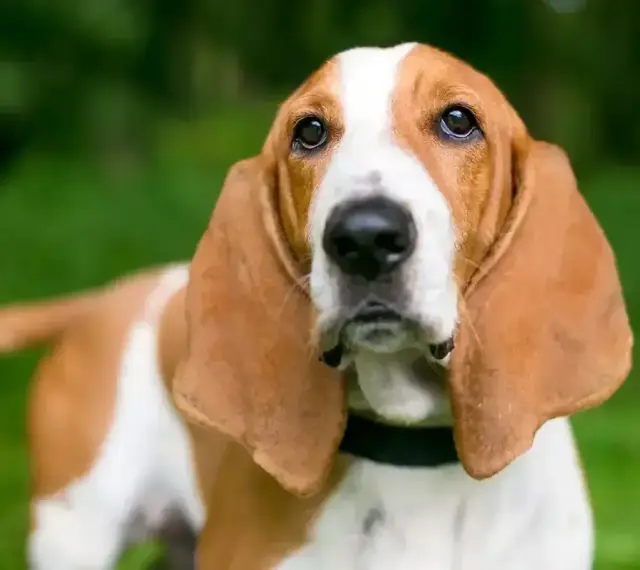 Basset Hound z długimi uszami na tle zieleni.