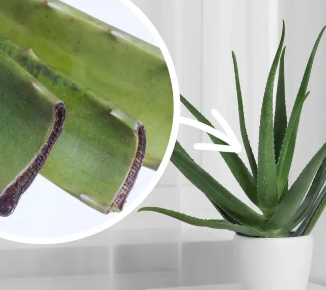 Aloes w doniczce, obok zbliżenie na liście. Pielęgnacja aloesu wymaga odpowiedniej ziemi, by pięknie rósł.
