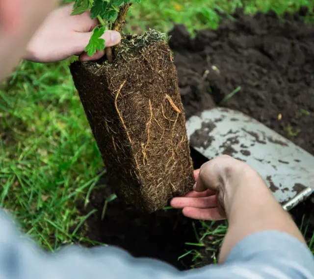 Sadzenie agrestu. Dłonie trzymają bryłę korzeniową sadzonki, gotową do umieszczenia w ziemi.