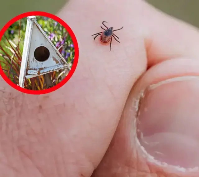 Ptak w budce lęgowej może pomóc w walce z kleszczami. Kleszcz na dłoni.