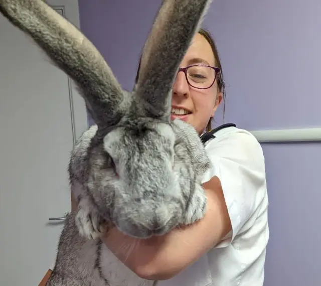 Una donna sorride tenendo in braccio un coniglio gigante, le sue lunghe orecchie grigie dominano l'inquadratura.