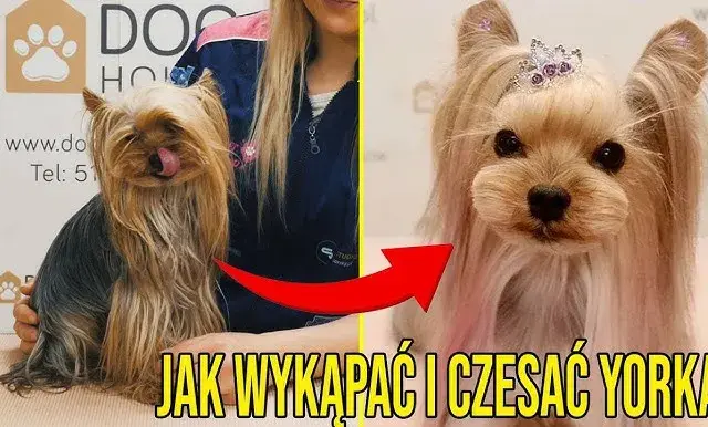 Jak kąpać yorka szczeniaka: najważniejsze wskazówki i triki
