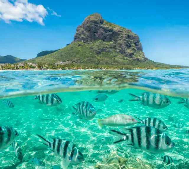Podwodny świat z rybami i góra Le Morne Brabant na Mauritiusie. Czy na Mauritius jest bezpiecznie? Tak, to raj dla nurków.