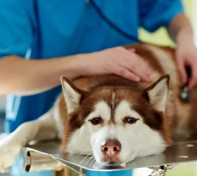 Weterynarz bada psa z wodobrzuszem. Smutne oczy husky patrzą wprost. Ile czasu zostało?