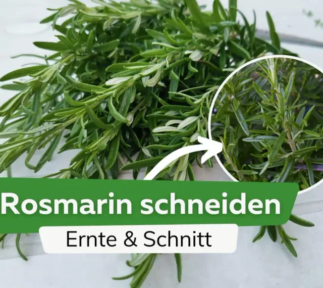 Frischer Rosmarin wird geerntet und geschnitten. Ein Kreis zeigt Nahaufnahme der Nadeln.