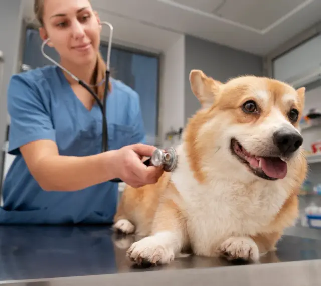 Weterynarz osłuchuje corgi. Czy do weterynarza trzeba się umawiać? Zazwyczaj tak, aby zapewnić pupilowi najlepszą opiekę.