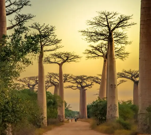 Aleja Baobabów na Madagaskarze. Kiedy jechać? Najlepiej w porze suchej, od kwietnia do października, by podziwiać te majestatyczne drzewa w pełnej krasie.