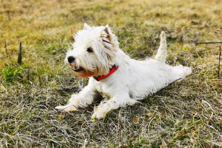 Westie piesek w czerwonej obroży leży na trawie. Szukasz informacji o west pies cena?