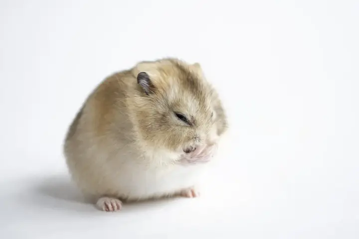 Mały chomik zamyka oczy, jakby zastanawiał się, czy chomiki hibernują.