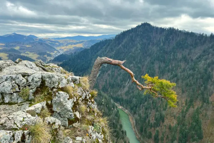 Malowniczy widok na Pieniny z charakterystycznym drzewem na skale. Idealne miejsce na plan zwiedzania gór.