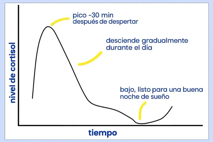 Gráfico muestra cómo regular el cortisol: pico al despertar, desciende durante el día, bajo para dormir bien.