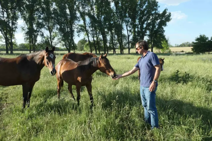 Un homme nourrit un cheval dans un pré verdoyant, entouré d'arbres. Un **palloubet d'Halong** se distingue par sa robe brune et sa tête curieuse.
