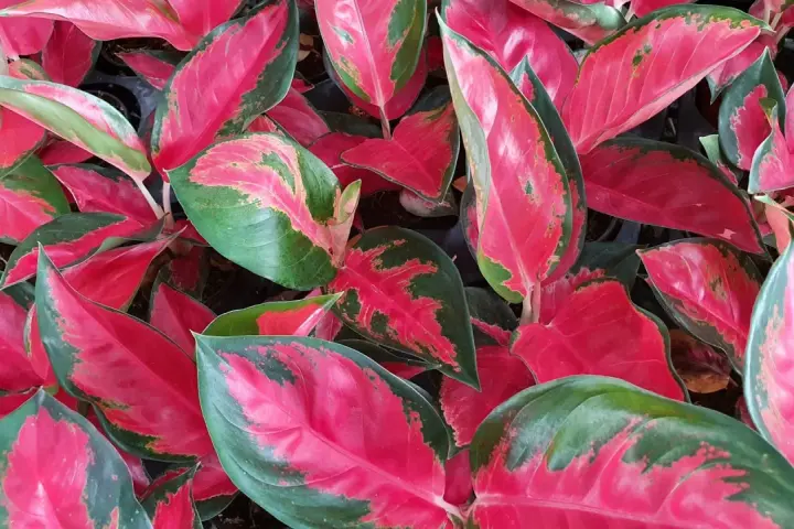 Bogactwo kolorów na liściach aglaonema odmiany. Intensywna czerwień przeplata się z zielenią, tworząc zachwycający wzór.