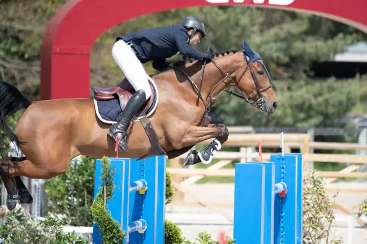 Lando, l'étalon brun, saute avec grâce un obstacle bleu, son cavalier concentré.