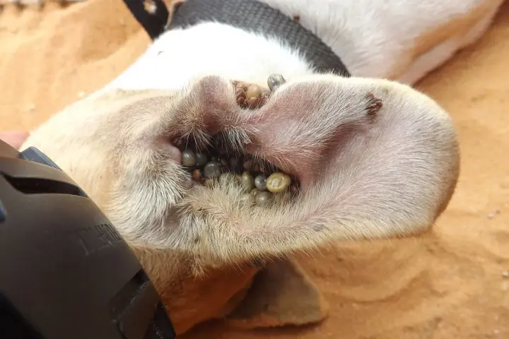 Un perro con la oreja infestada de garrapatas negras.