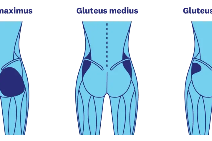 Illustration av gluteus maximus, medius och minimus muskler. Träna för en fastare rumpa på 3 veckor med rätt övningar.
