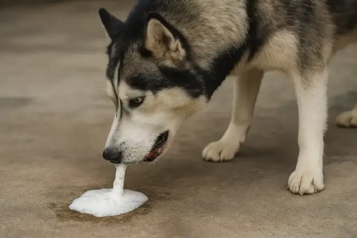 Husky pies wymiotuje niestrawionym jedzeniem, tworząc pianę na ziemi.