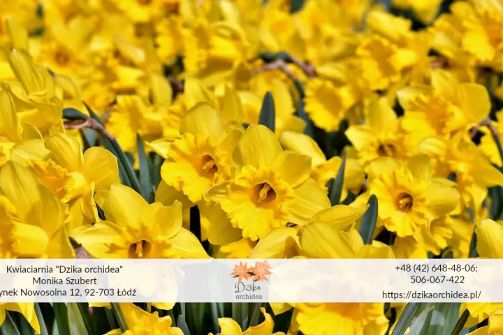 Wiosenny bukiet żółtych żonkili i narcyzów. Kwiaty z kwiaciarni "Dzika orchidea" w Łodzi.