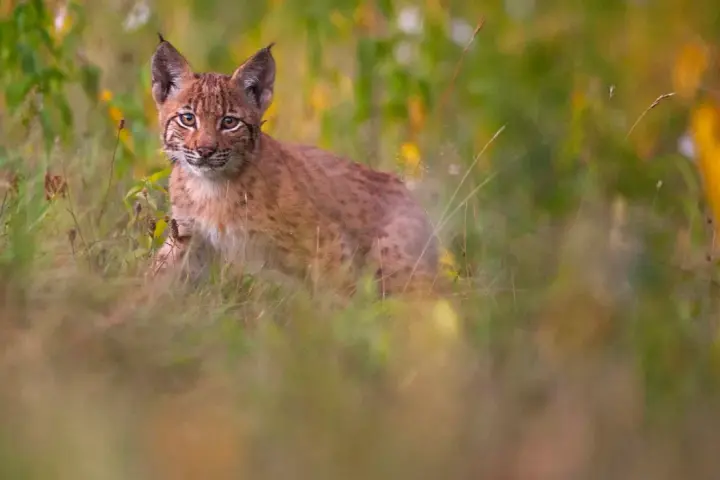 Un jeune lynx, aux yeux vifs, observe depuis l'herbe haute. C'est là où vit le lynx, dans ce paysage verdoyant.