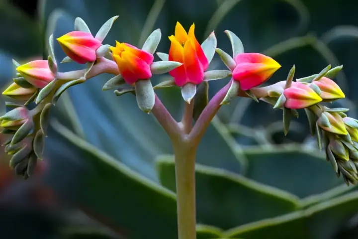 Brote de suculentas de exterior con flores rosadas y amarillas, en primer plano, con hojas verdes desenfocadas al fondo.