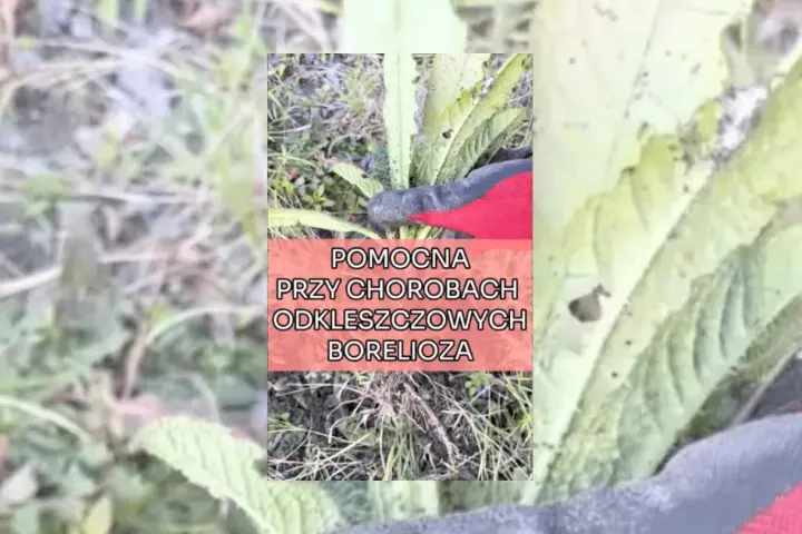 Na boreliozę jaki lek - skuteczne terapie i ich bezpieczeństwo