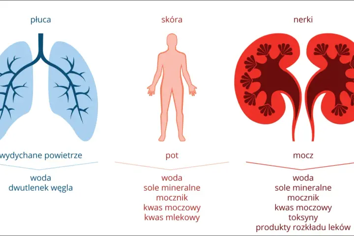Ilustracja przedstawia płuca, skórę i nerki z wypisanymi substancjami wydalanymi przez te organy.
