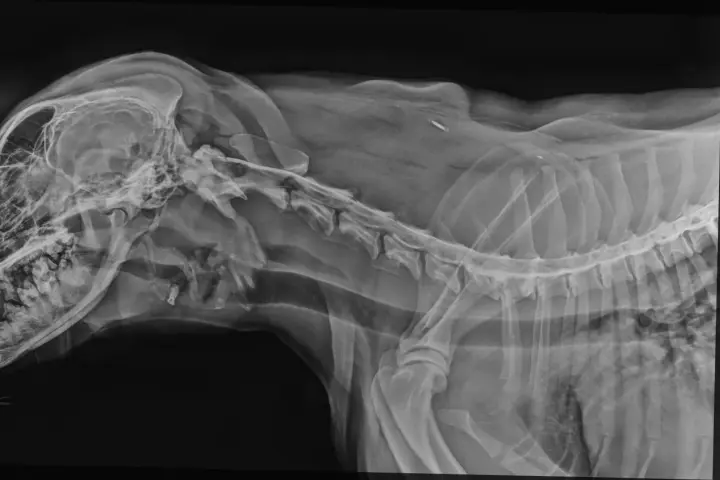 RTG kręgosłupa psa, widoczny implant. Rozważasz operację kręgosłupa u psa? Koszt może być wysoki, ale warto sprawdzić.