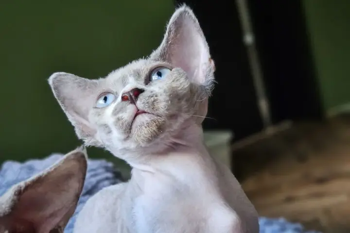 Gdzie znaleźć devon rex za darmo? Sprawdź oferty w Lublinie