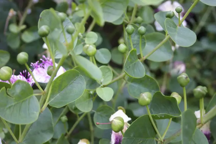 Gros plan sur des boutons de câpres verts et des fleurs mauves sur une plante en pleine culture.