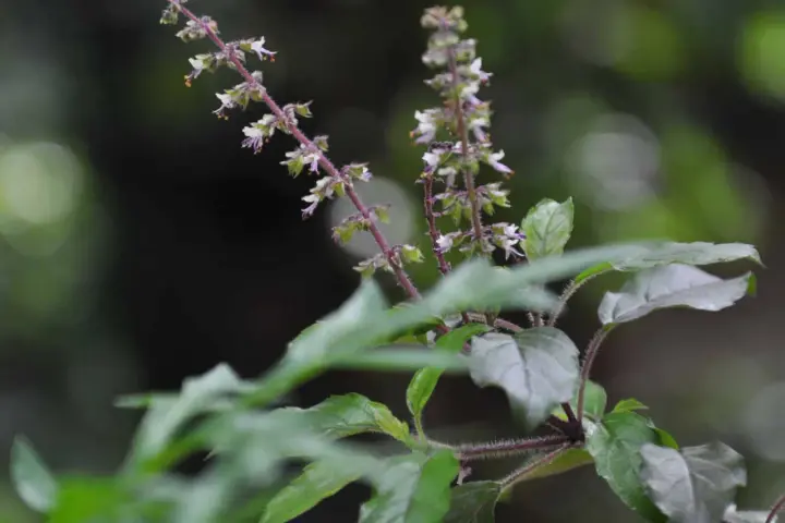 Flores delicadas y hojas de albahaca sagrada, con tallos púrpuras y un fondo oscuro y difuminado.
