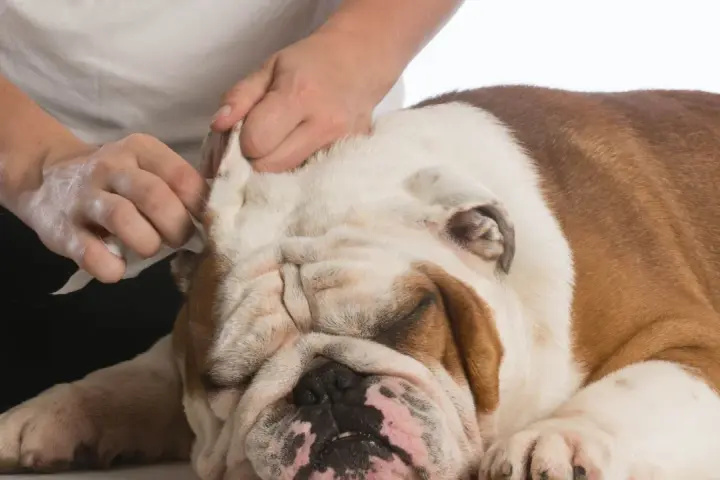 Delikatne czyszczenie uszu buldoga domowym sposobem. Ręce delikatnie wycierają ucho psa.