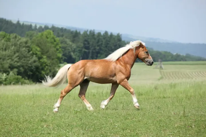 Un magnifique cheval palomino galope dans un pré verdoyant, sa crinière blonde flottant au vent.