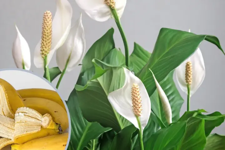 Nawóz z banana do jakich kwiatów? Skrzydłokwiaty uwielbiają potas z bananów, co widać po ich bujnych liściach i pięknych kwiatach.