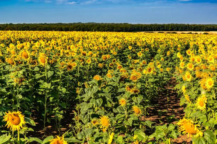 Vasto campo di girasole coltivazione sotto un cielo azzurro. I fiori gialli brillano al sole, creando un paesaggio mozzafiato.