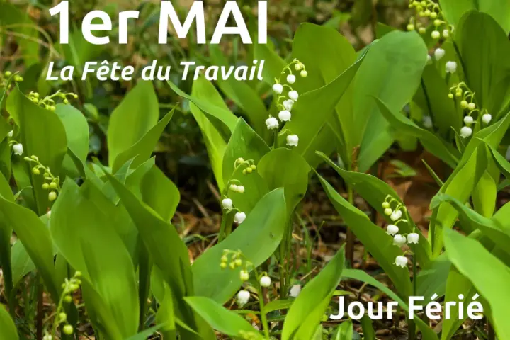 Muguet en fleurs, symbole de la tradition du 1er mai, la Fête du Travail. Jour férié.