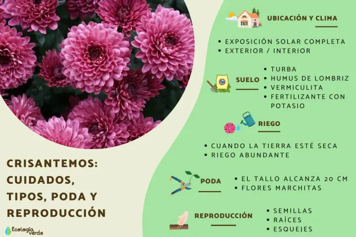 Crisantemos: cuidados, tipos, poda y reproducción. Guía visual con consejos para el cultivo de crisantemos, incluyendo ubicación, suelo, riego y poda.