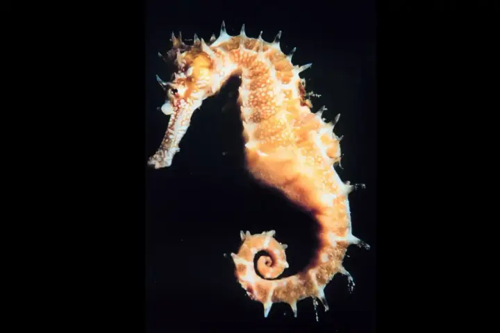 Un elegante caballito de mar, con su cola en espiral, nada en la oscuridad.