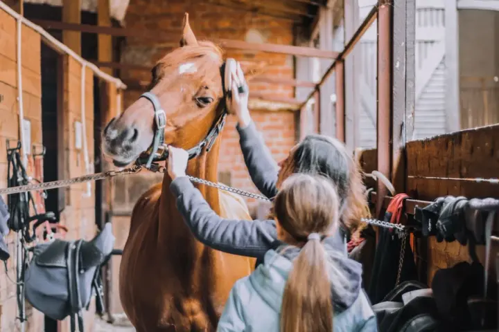Deux personnes s'occupent du pansage d'un cheval dans une écurie. Le cheval est brun et porte un licol.