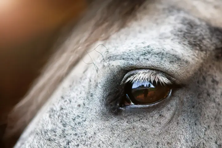 Gros plan sur l'oeil d'un cheval, reflétant un paysage. La peau grise mouchetée et les longs cils blancs accentuent la beauté de cet oeil de cheval.