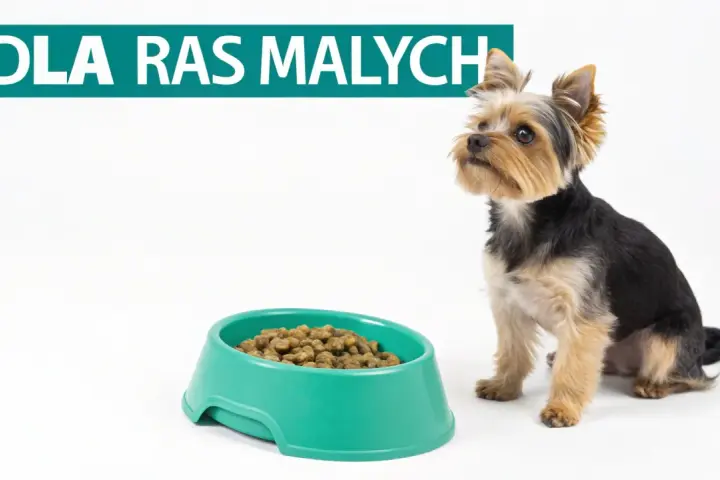 Yorkshire terrier czeka na jedzenie. Na zdjęciu tekst "DLA RAS MAŁYCH" i miska z karmą, która może być częścią rankingu karm dla szczeniąt.
