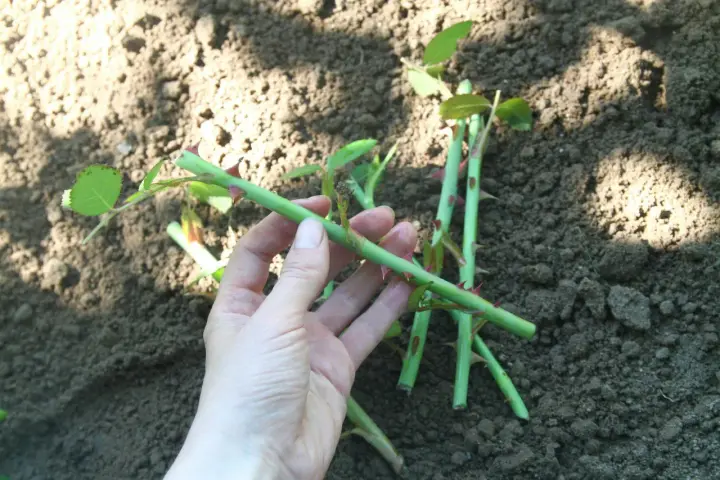 Hand håller en rosstickling redo att ta sticklingar. Jord i bakgrunden.