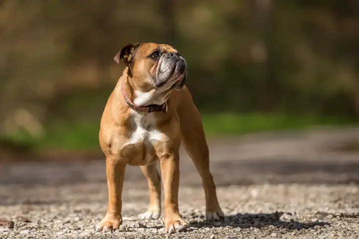 Un adorable bouledogue au pelage fauve, un de ces bulle dogs au regard fier, se tient sur un chemin caillouteux, profitant du soleil.