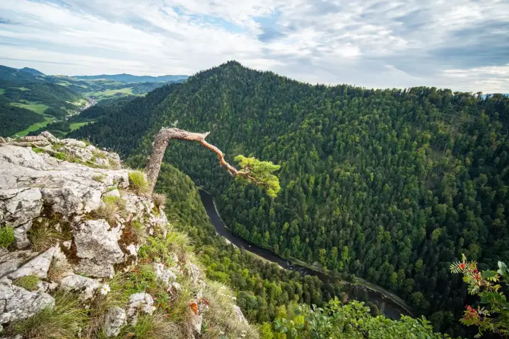 Widok z góry na przełom Dunajca, las i charakterne drzewo na skale.