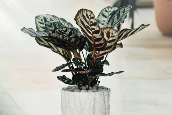 Piękna calathea mixed w ozdobnej doniczce, z liśćmi o hipnotyzującym wzorze.