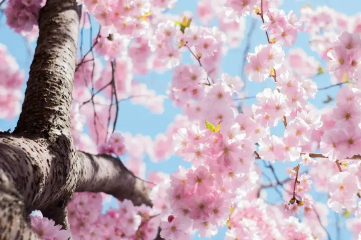 Ramas de cerezo en flor rosa, un símbolo de la primavera y la belleza efímera. El cielo azul de fondo realza el delicado significado de estas flores.
