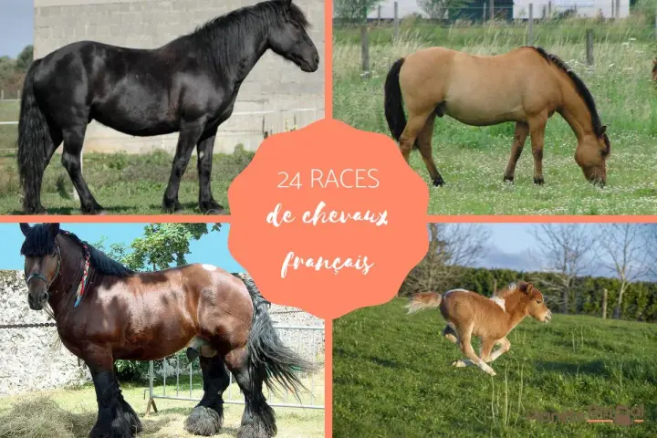 Quatre chevaux, dont un poulain, illustrent la diversité des races de chevaux français.