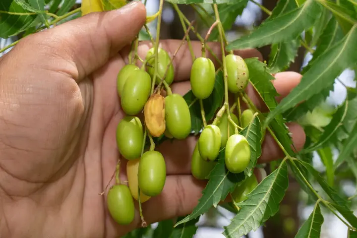 Mano sosteniendo racimos de frutos verdes de neem, de donde se extrae el aceite de neem.