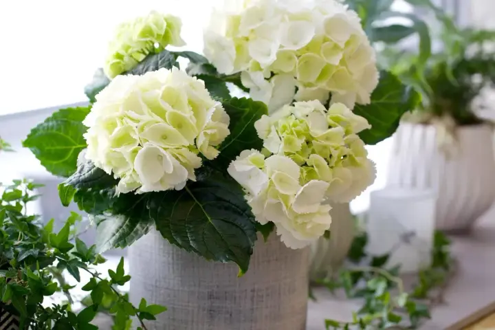 En bukett med vita hortensior i en grå kruka, med gröna blad och en slinga av murgröna. Liknar en primula obconica i sin fluffiga form.