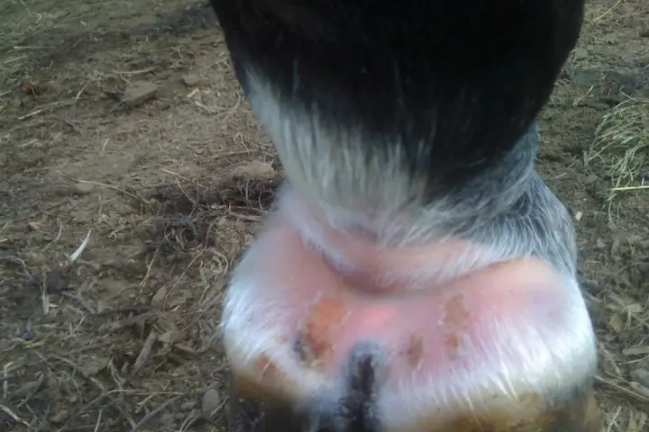 Pied du cheval avec une croute au paturon, montrant une peau irritée et des lésions.