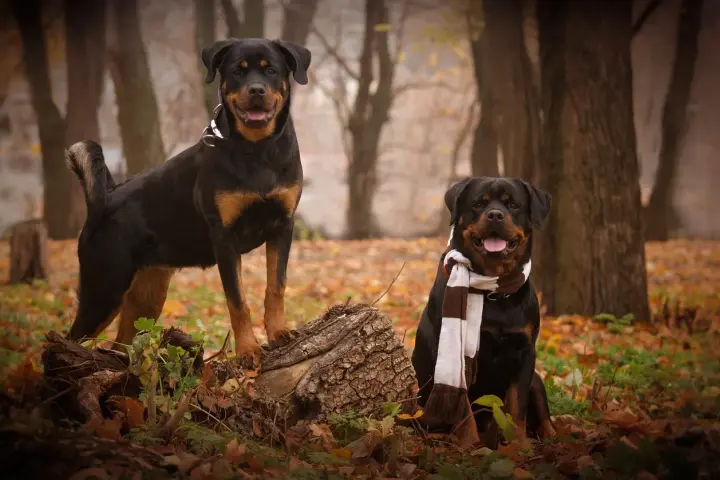 Dwa rottweilery w jesiennym lesie, jeden stoi na pniu, drugi siedzi w szaliku.